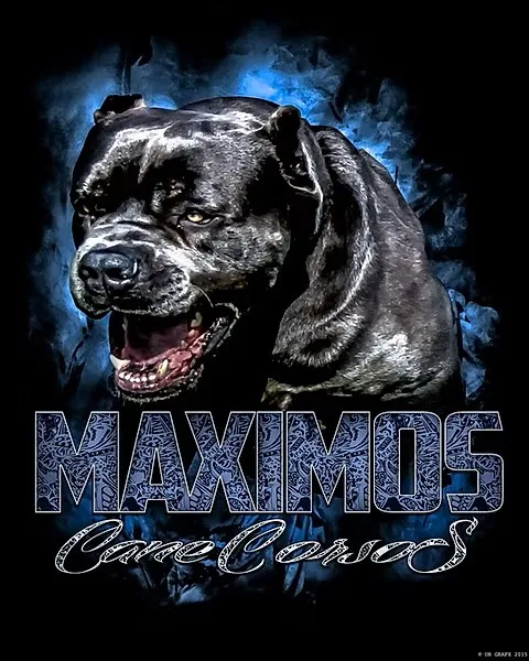 Cane Corso