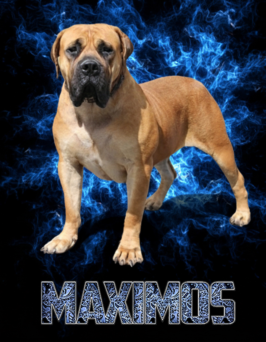 South African Boerboel